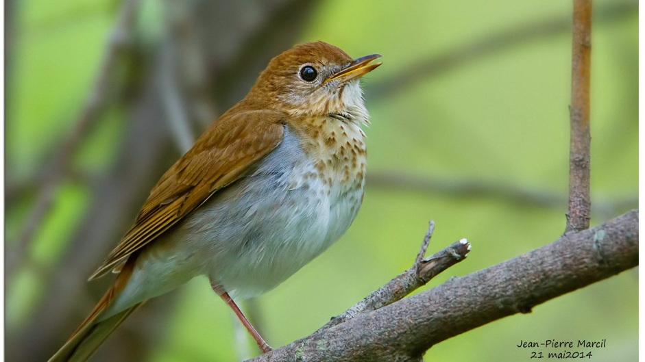 What can migratory birds tell us about creating better AI-based predictive
											analytical models?