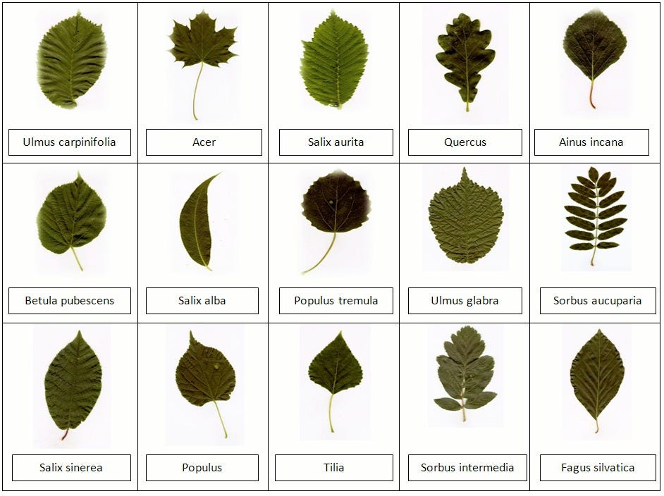 Plant Leaf Classification Using Deep Learning Transfer Learning And ML