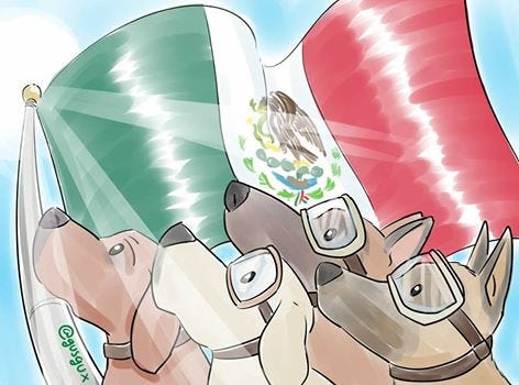 12 cosas debes saber los perros rescatistas | by HAPPY CAN CAMP | Medium