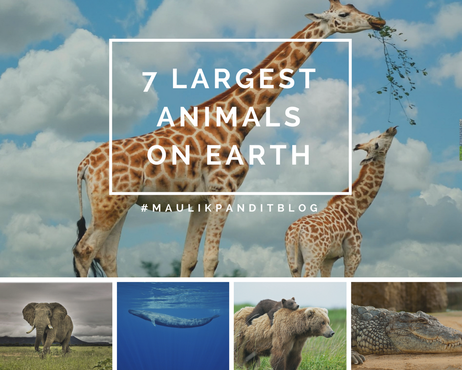 biggest animals in the world ever