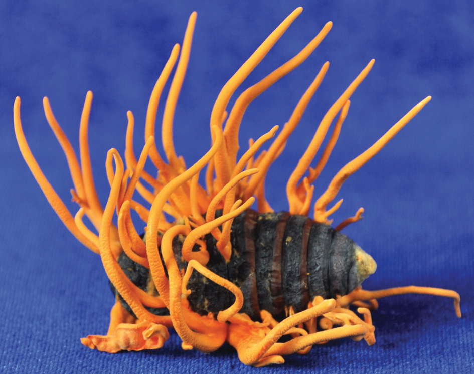 Fungi That Eat Insects Make a Powerful Medicine by Rich Sobel
