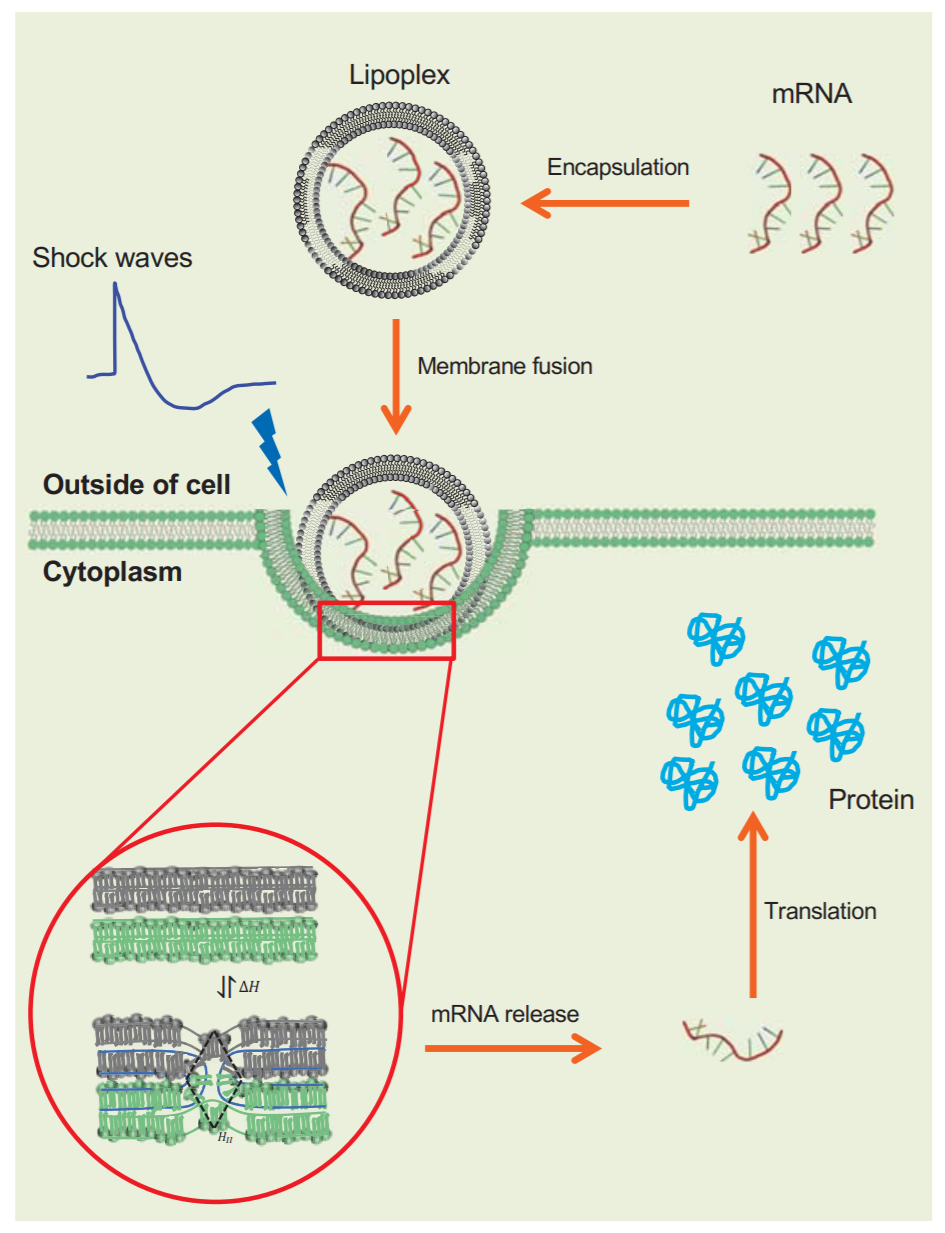 Delivering mRNA by shocking lipid nanoparticle to fuse with cancer cells |  by Shamit Shrivastava | Medium