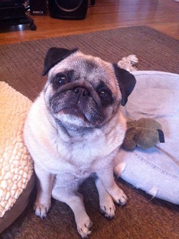 Pugs Death Grief 1 Heads Up Normally I Write About By Barry W Enderwick Medium