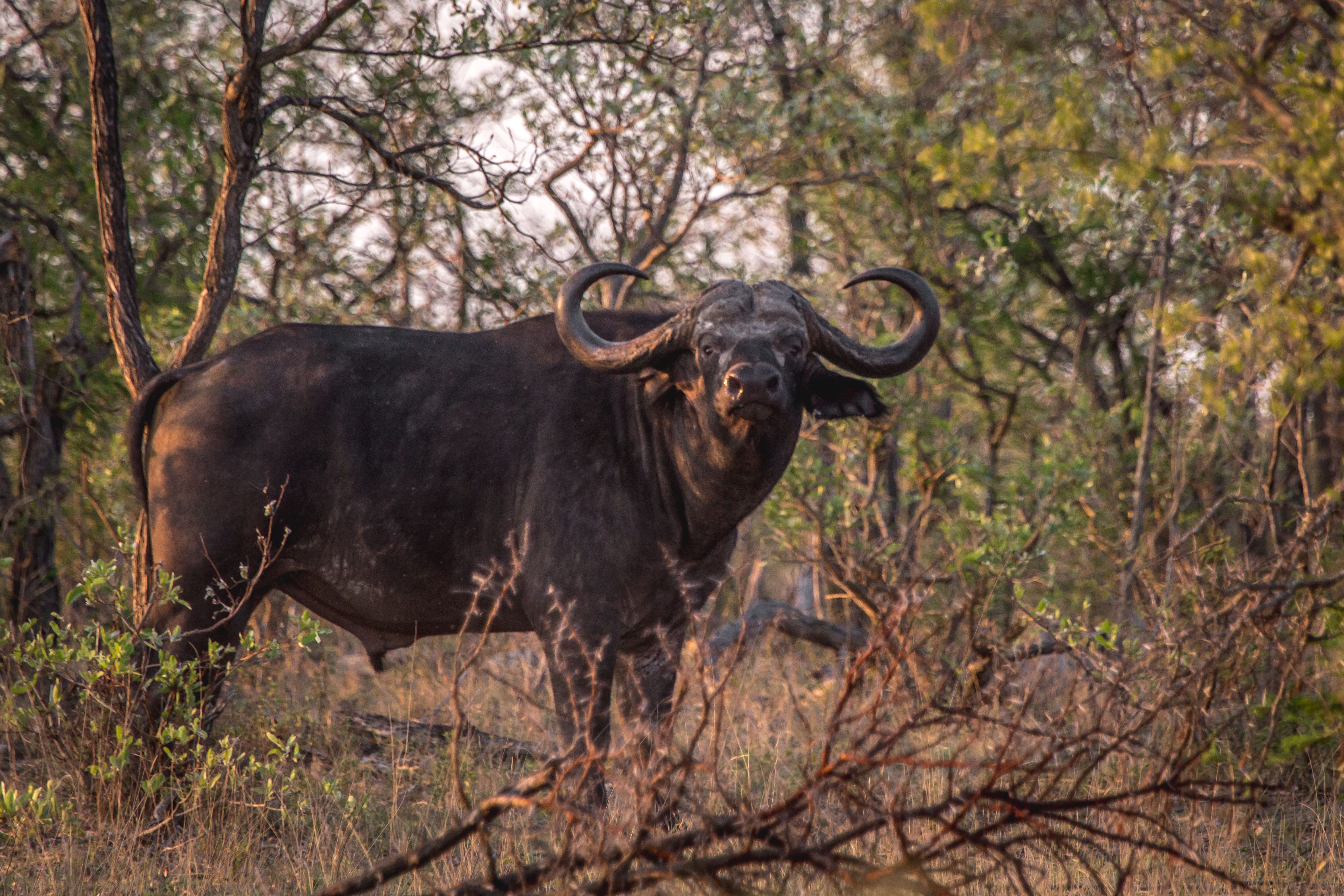 Cape buffalo in South Africa. Simon K. Barr hunts Cape buffalo in… | by  Hornady Manufacturing | The Hole Story