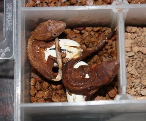 incubating crested gecko eggs