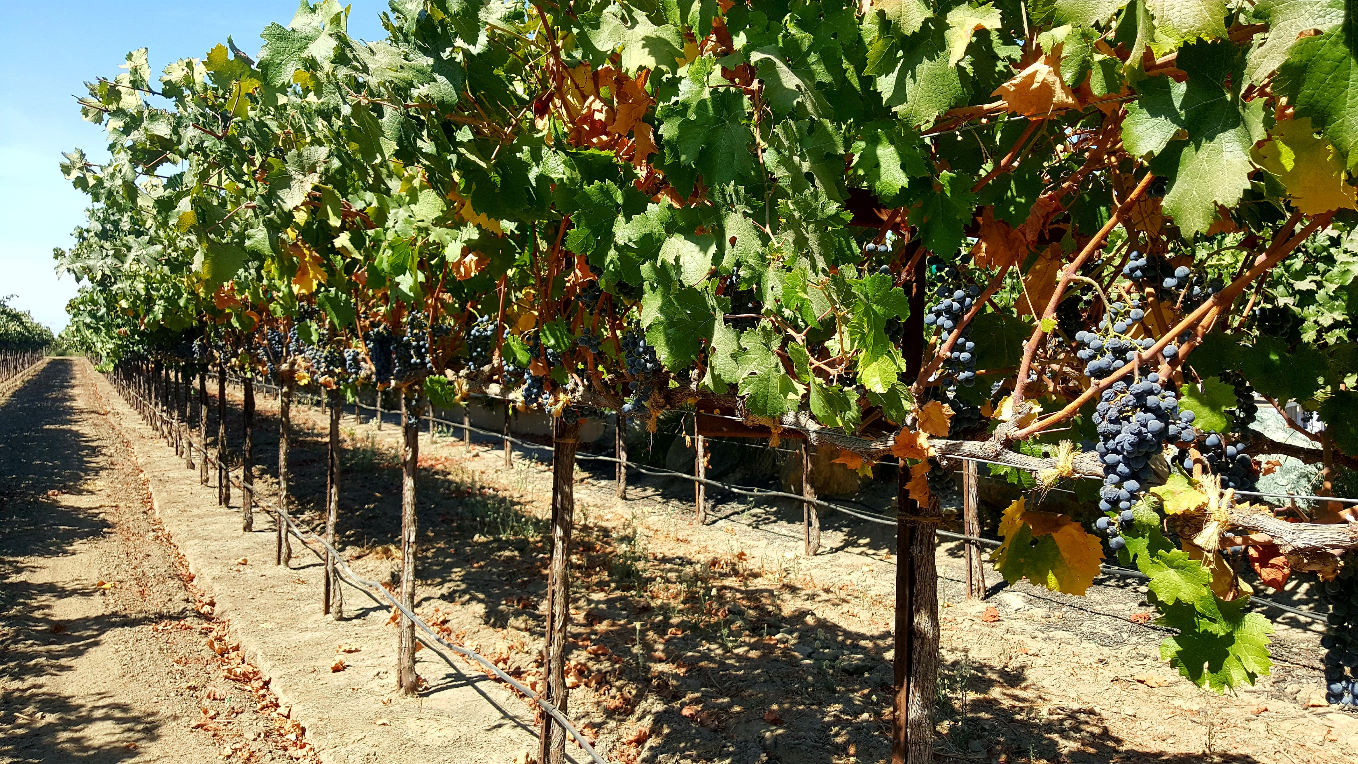 Alyson Gorske: The Star You Need To Know Before Everyone Else Does - 4ibht5v