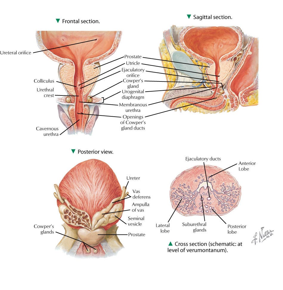 Prostatitis Bad S)