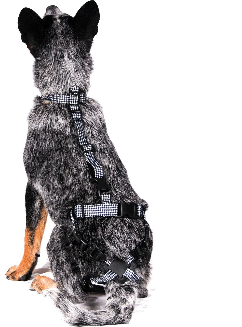female dog harness