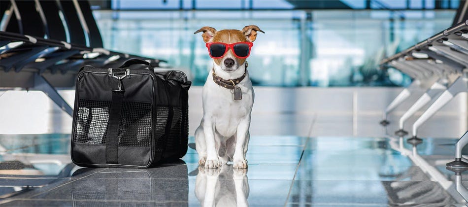 International Pet Transport Company By Aeropets Animal Transport Medium