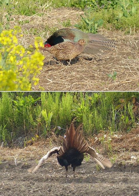 Two photos show the top and bottom of a fan-like tail.