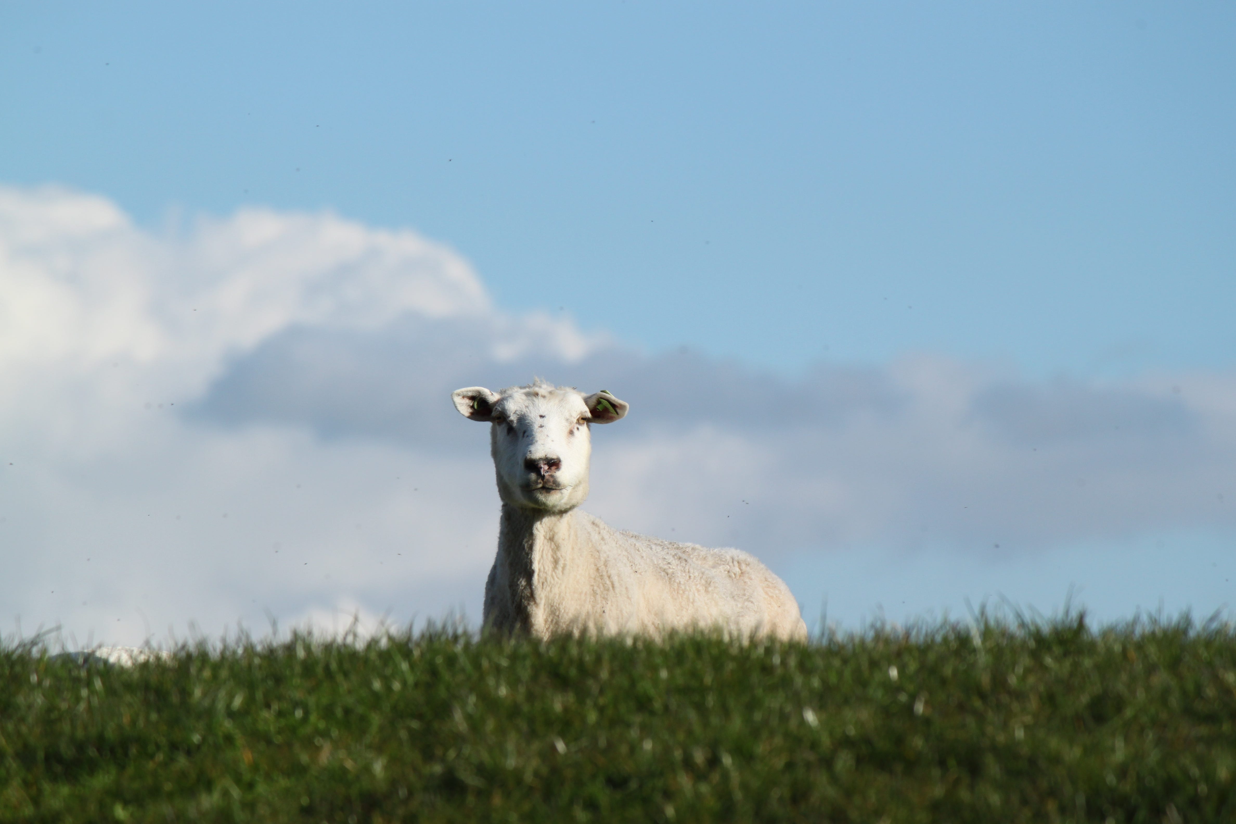 What I Learned About Life From Buying A Goat On Craigslist
