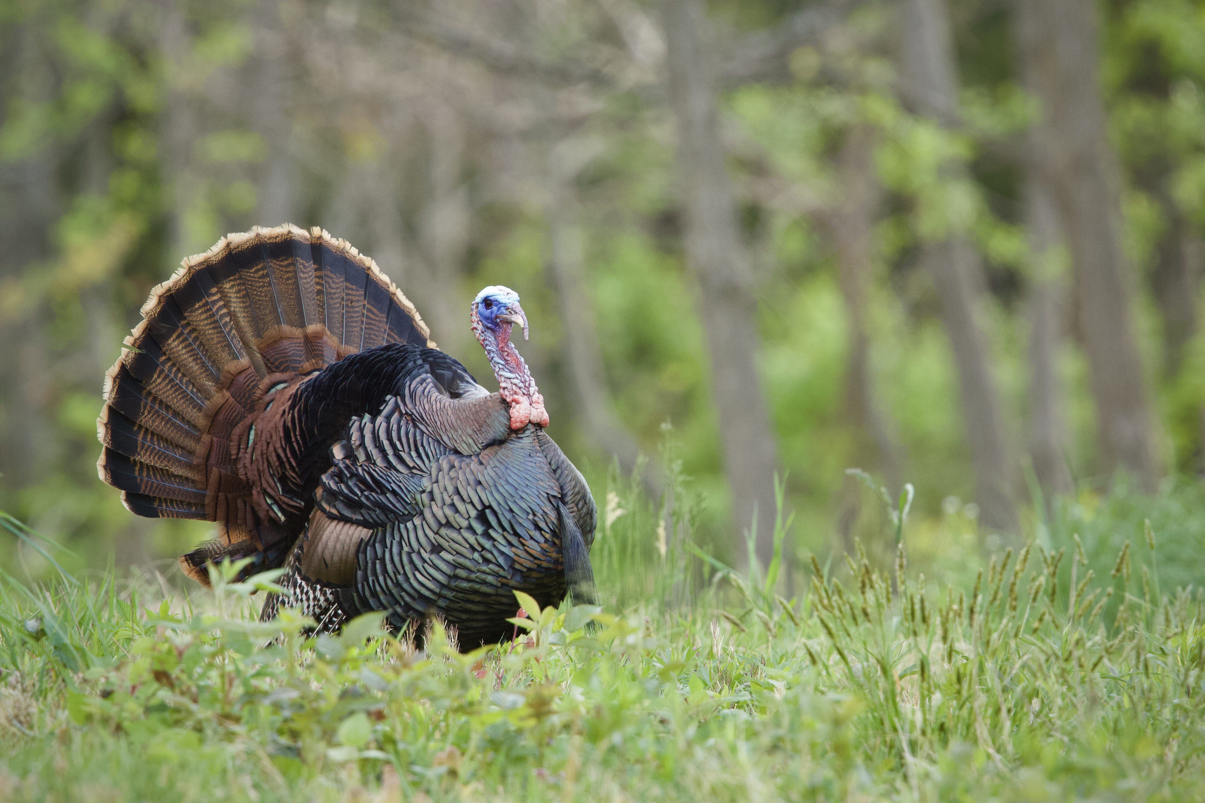 A tom turkey spreads his tail fan while standing in a meadow.