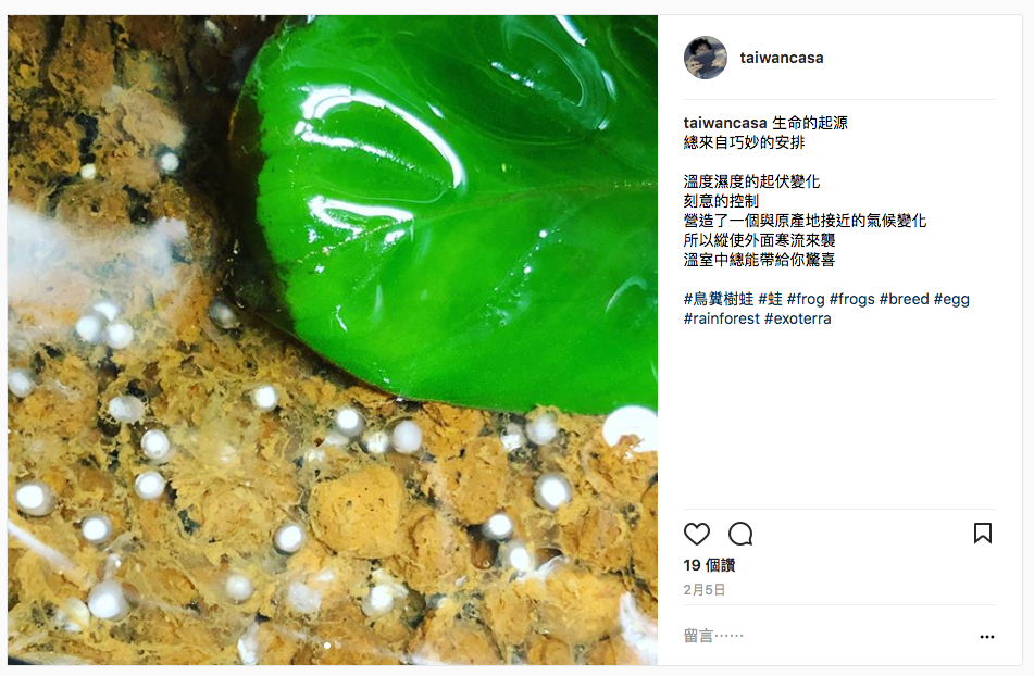 教學 第一次樹蛙繁殖就上手 大家好 我是 By Casa Lin Medium 教學 第一次樹蛙繁殖就上手 大家好 我是 By Casa Lin Medium