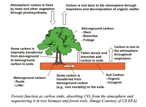 Can Trees Make Much Difference in the Fight Against Climate Change ...