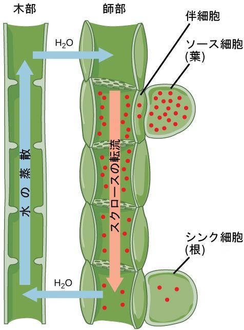 生物学 第2版 第30章 植物の形態と生理学 Japanese Translation Of Biology 2e By Better Late Than Never Medium