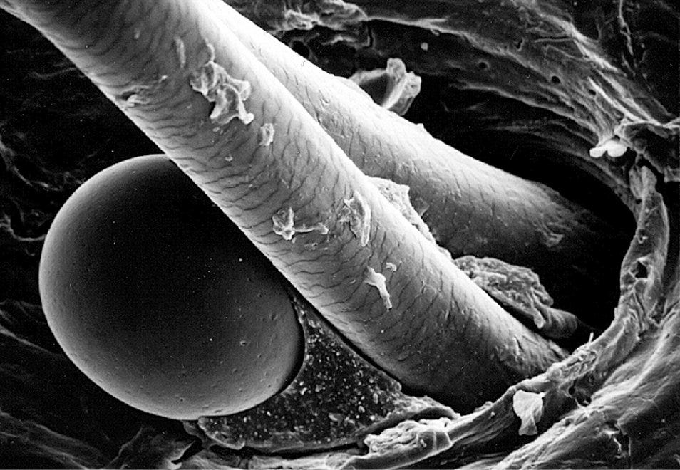 The Origin of Hair. How hair first develops, from the… by Beauty