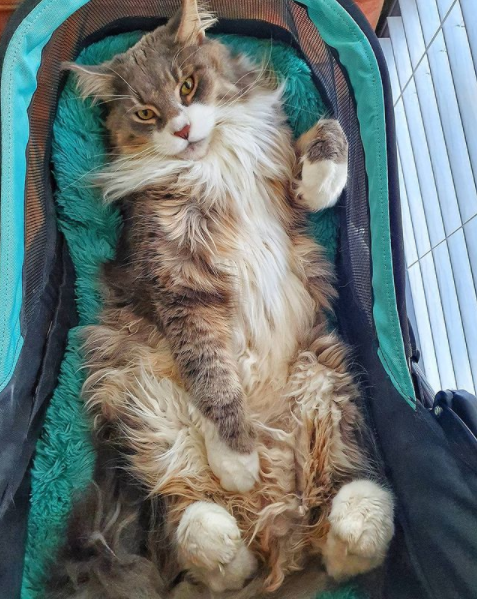 hoste Melbourne barmhjertighed 7 Things to Know About Maine Coons Before You Adopt One | by Zulie Rane |  Tenderly