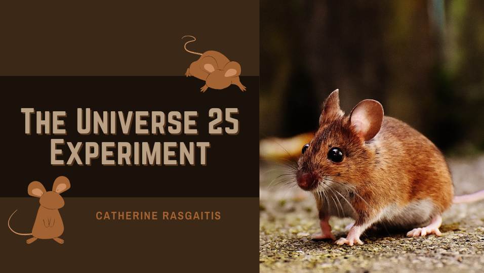 The Universe 25 Experiment. A mouse's perfect paradise… or not. | by  Catherine Rasgaitis | Medium