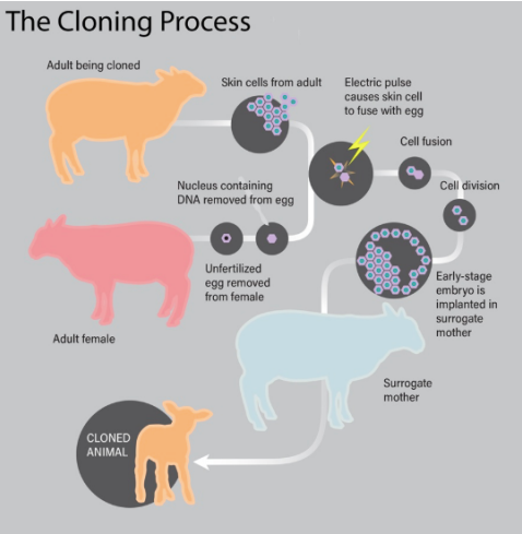 A diagram showing the cloning process.