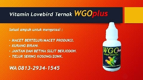 Vitamin untuk lovebird agar cepat bertelur