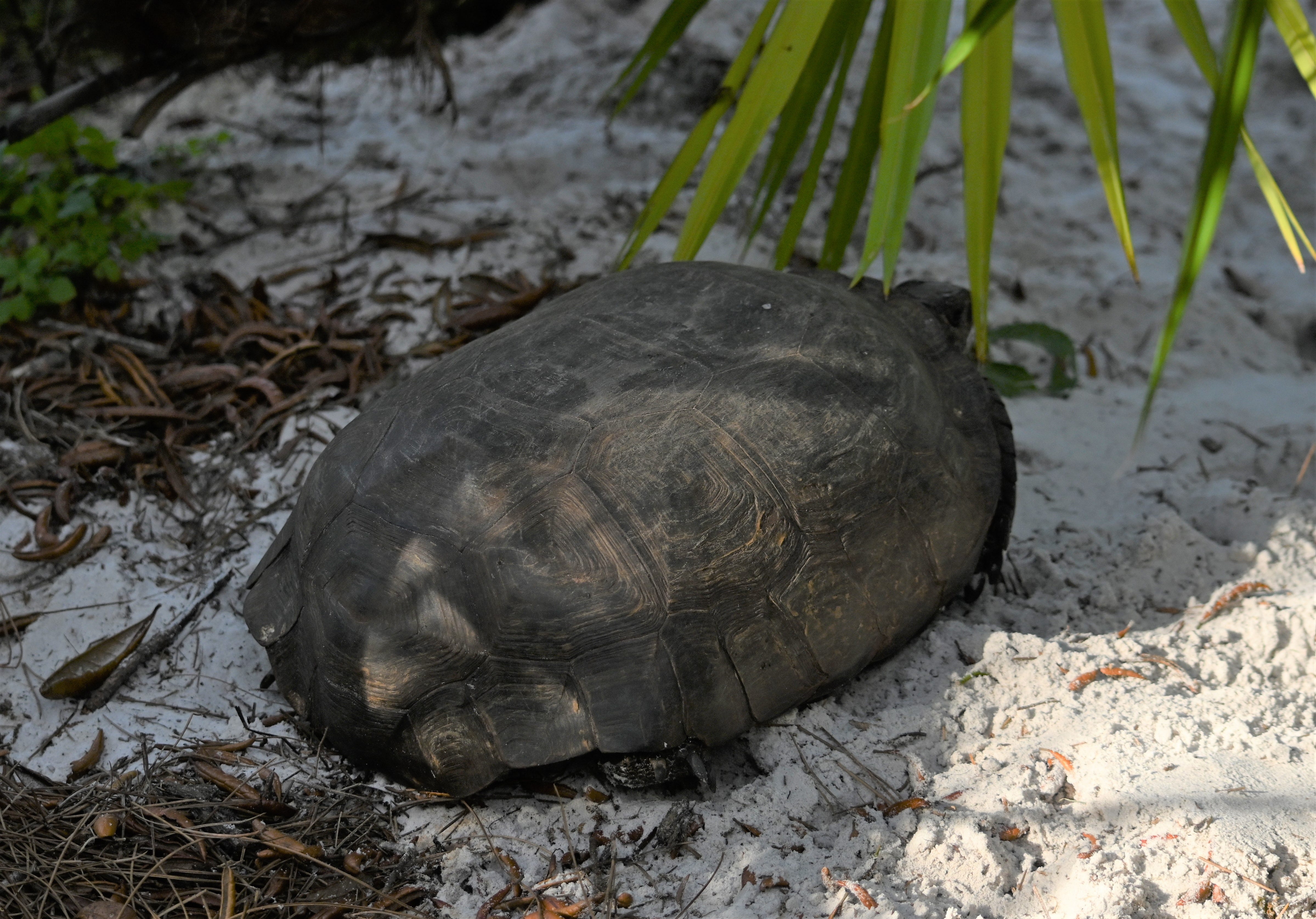 The Day I Saw A Gopher Tortoise Fight By John Dean Dean S List Medium