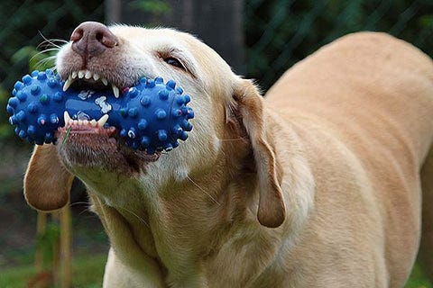 Golden Retriever playing with a rubber chew toy for dental health.