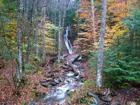 medium forest national vermont mountain