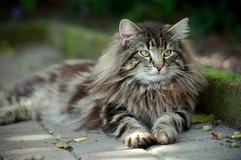 Pawesome Pets: The Norwegian Forest Cat | by Jacquelyne Noonan | Medium