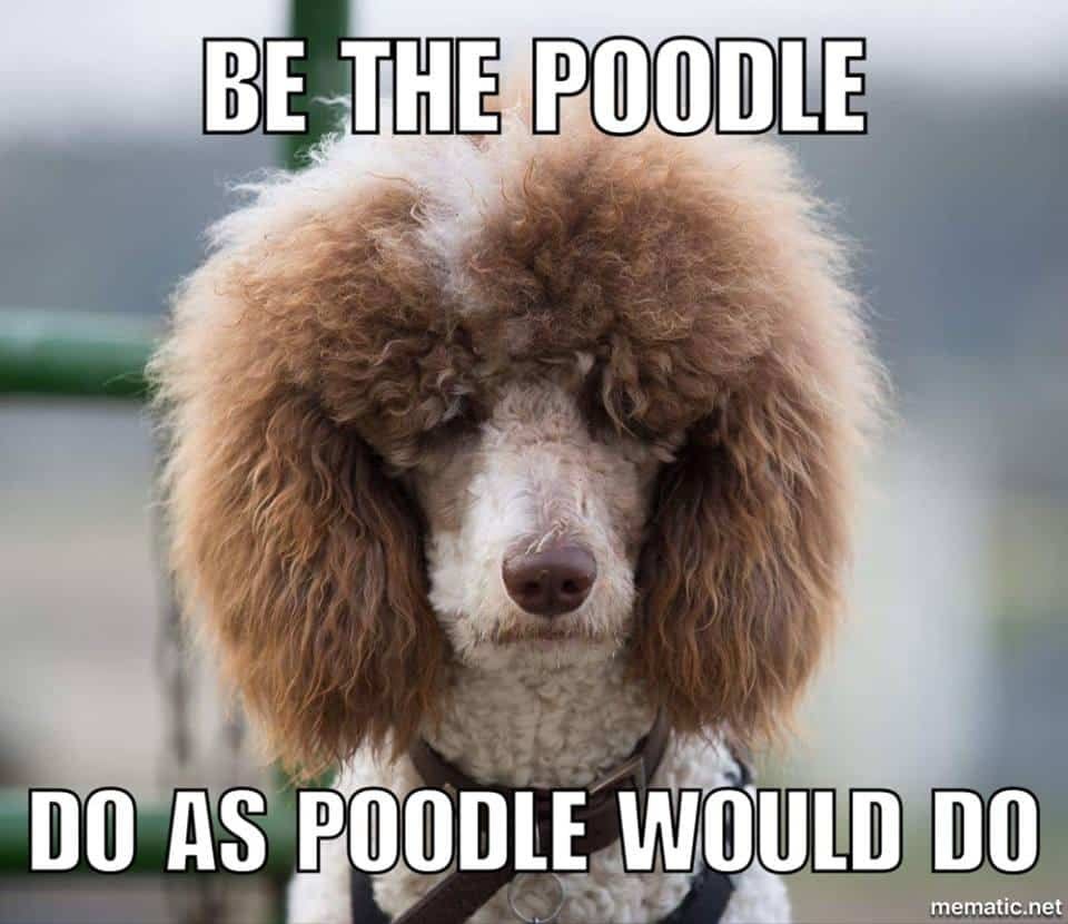 What Is Poodl Token Poodl What Is Poodl Token