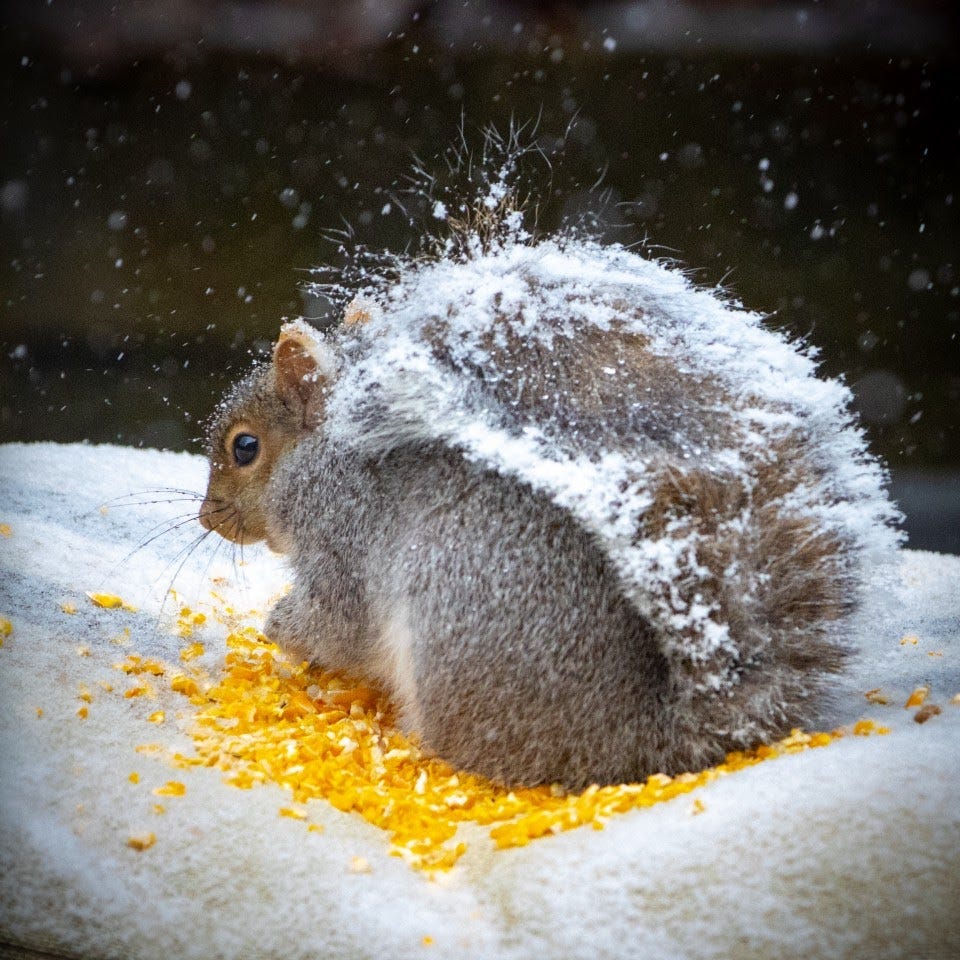 Where have all the Squirrels Gone? by Michael Bateman Medium