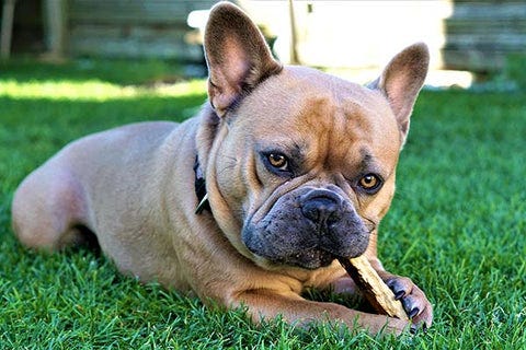 French Bulldog chewing on an antler chew toy.