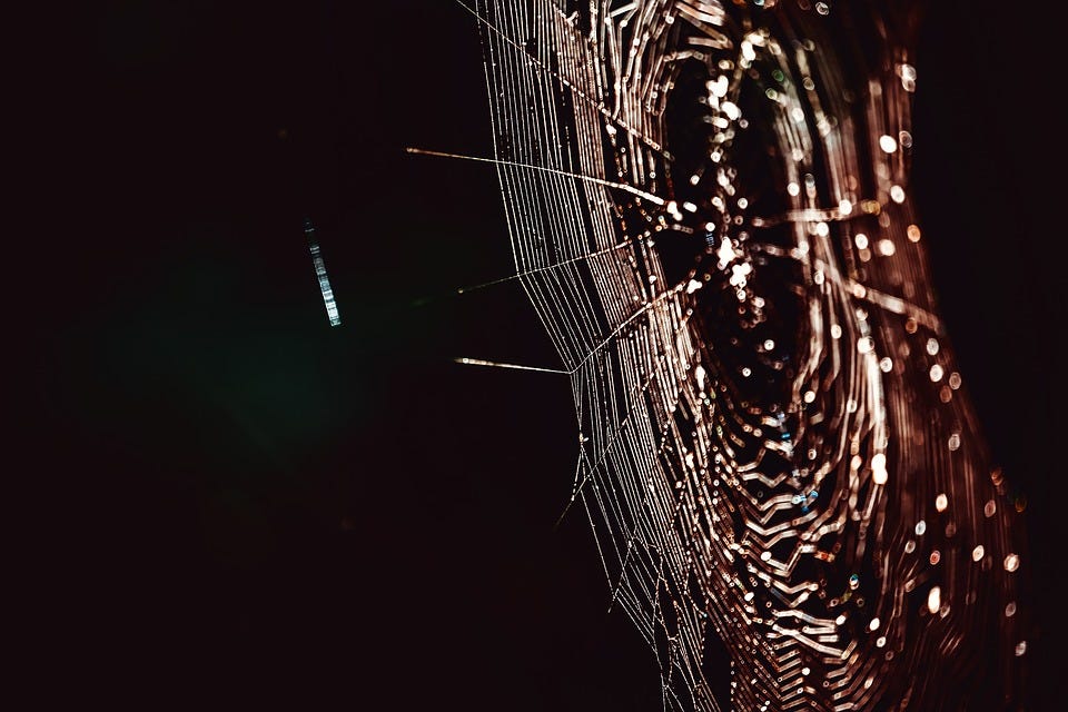 How Spiders Build s in Space. Spiders on the International Space