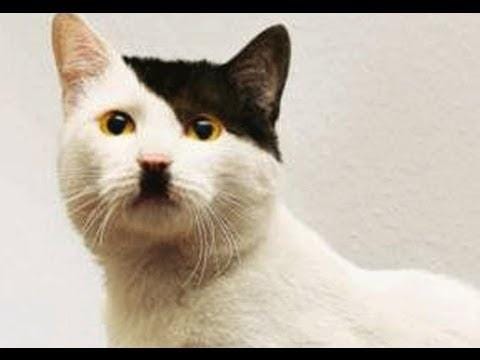 Hear My Meow: Hitler Kitty’s First Manifesto | by Markus Scorelius ...