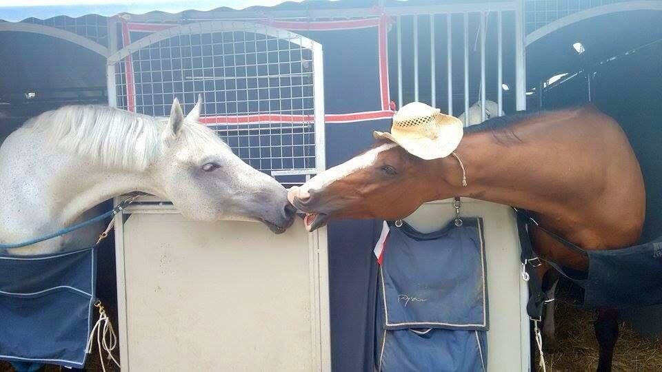 7 Best Pooping Styles of the Stabled Horse by Ellie Phant Medium