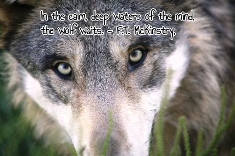 Quotes About Lone Wolves I Am A Wolf Quotes Atx Fine Arts Medium