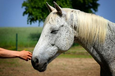 THE HORSEMAN’S HANDSHAKE — BY DON JESSOP | by Don JessopBreakthroughGuy ...