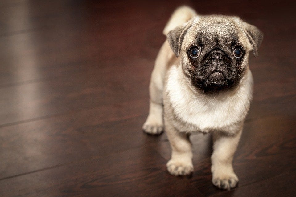 puppy whining