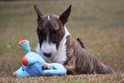 Terrier playing with a stuffed toy with variable materials for comfort and tooth care.