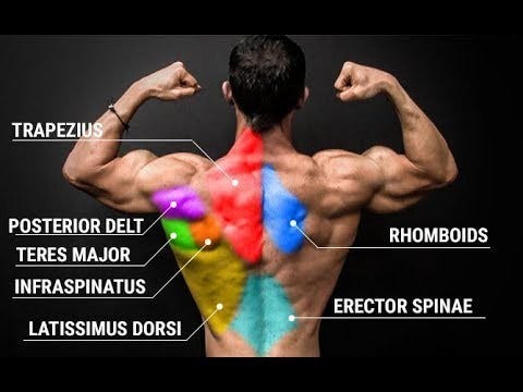 The Best Back Workout Routine | Medium
