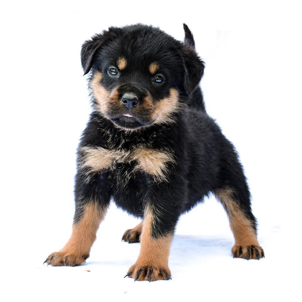 one month old rottweiler puppy