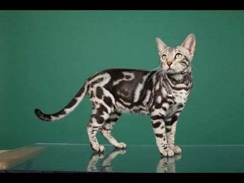 Top 21 Most Exotic Domesticated Cats On Our Planet By Cats N Things Medium