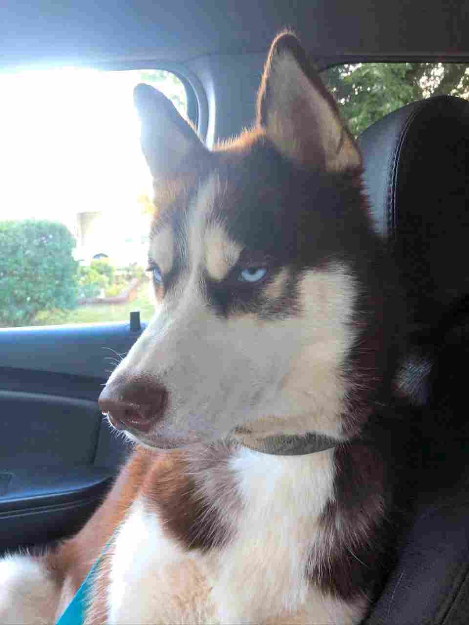 siberian adoption
