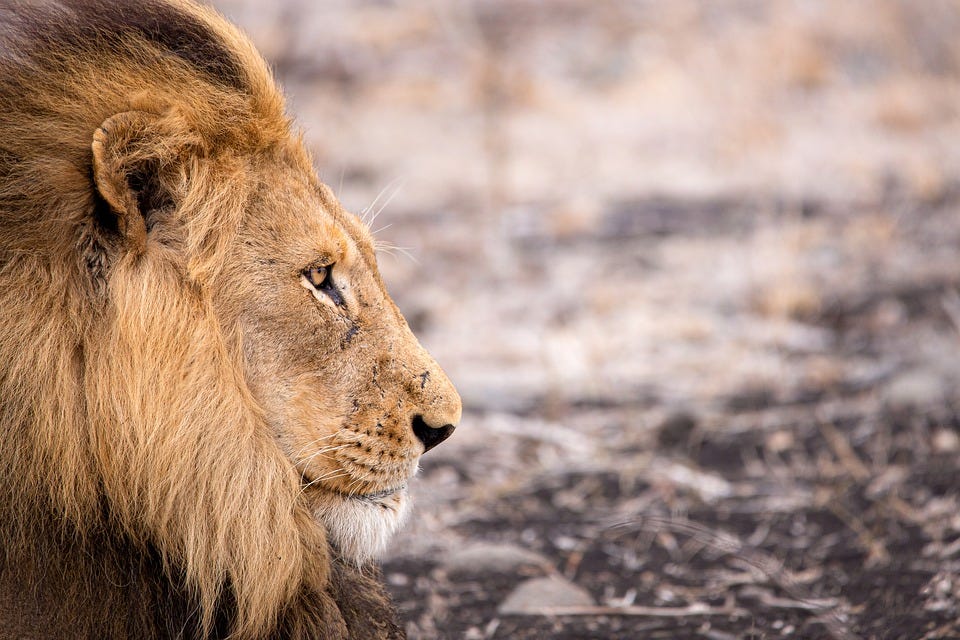 Carnivores Get More Cancer A Study That Compares Cancer Risk By Gunnar De Winter Predict Medium