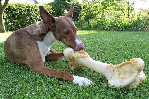 A large puppy chewing on a raw bovine femur bone.
