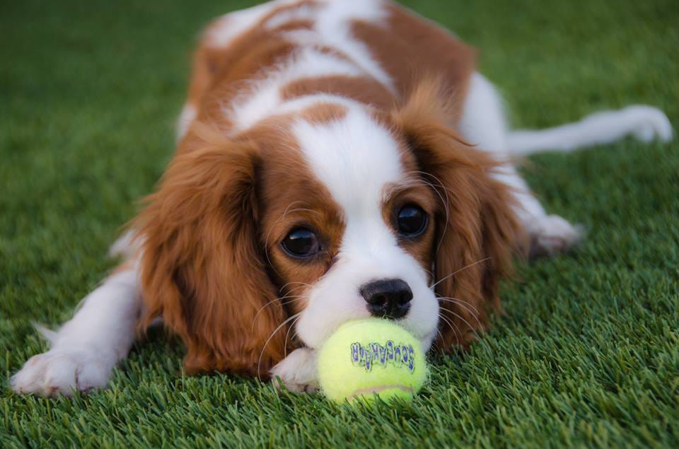 clever king charles spaniel