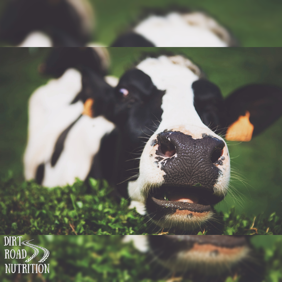 Dairy Intolerance (Lactose, Casein, and Whey) by Kate Peters, CN Medium