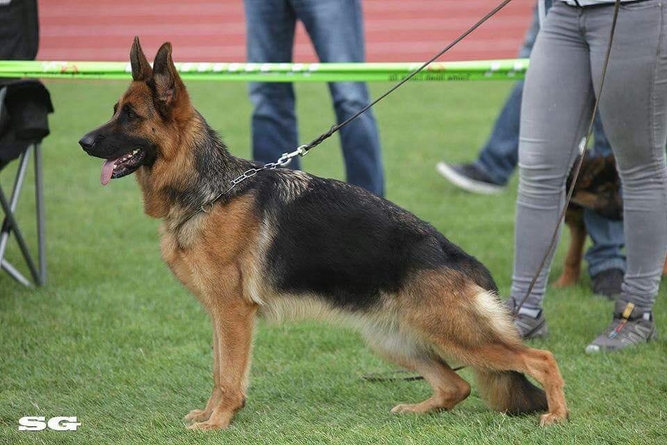 good german shepherd breeders