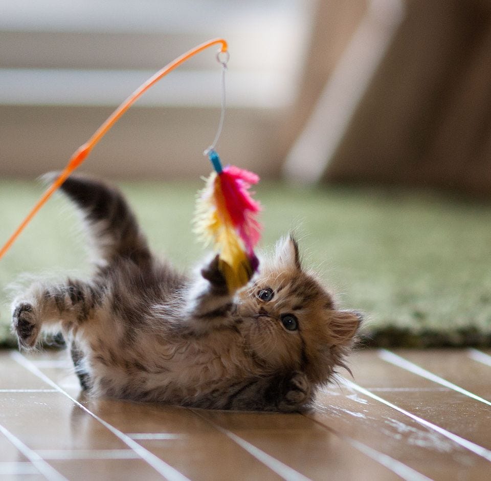 Playtime 101 — How To Play With Your Cat! | by Relax My Cat | Medium