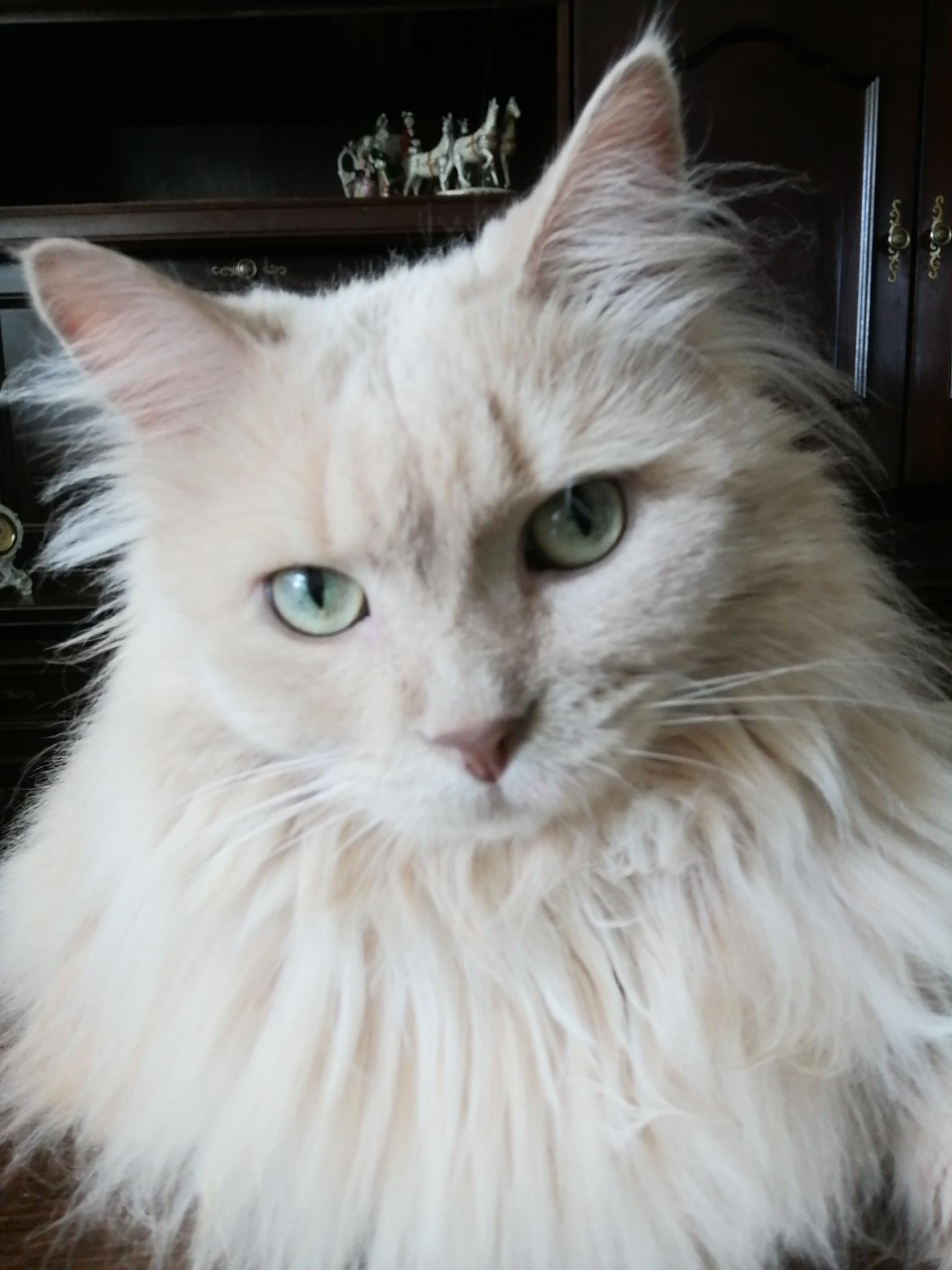 cat toys that move on their own