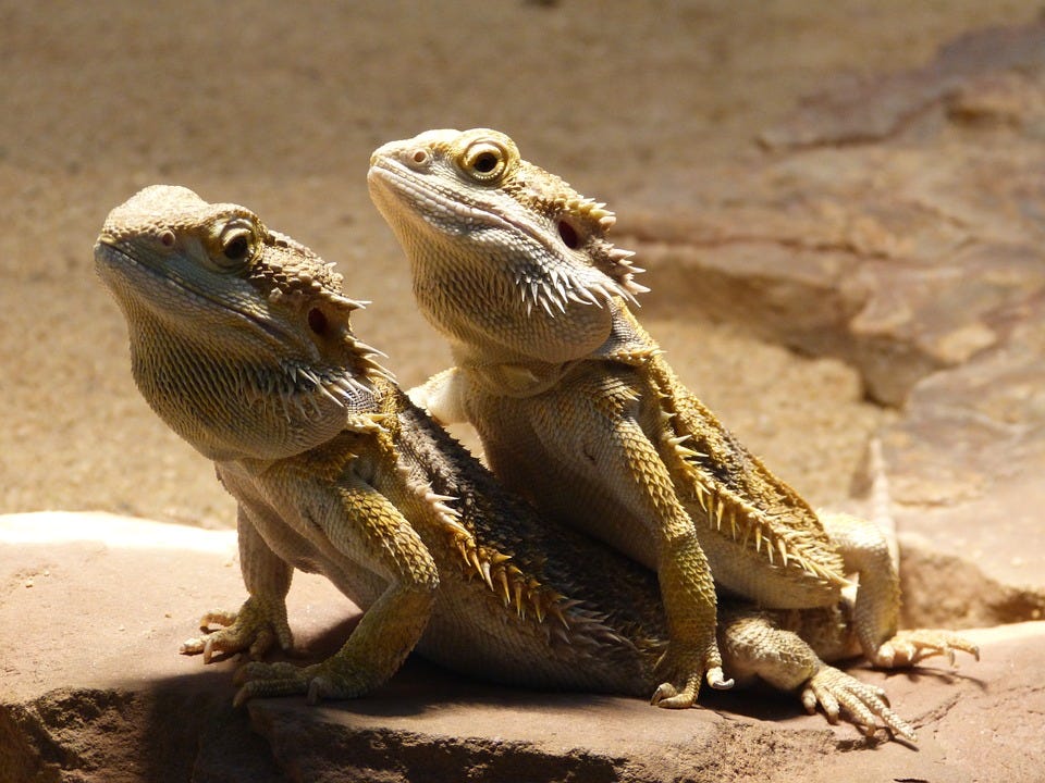 looking after bearded dragons